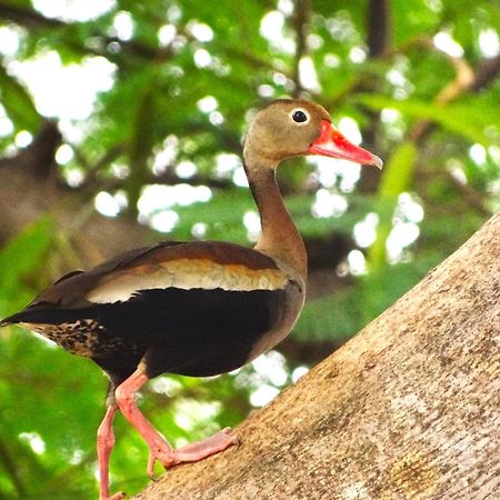 Pousada Fazenda Xaraes Todos os Santos Bagian luar foto