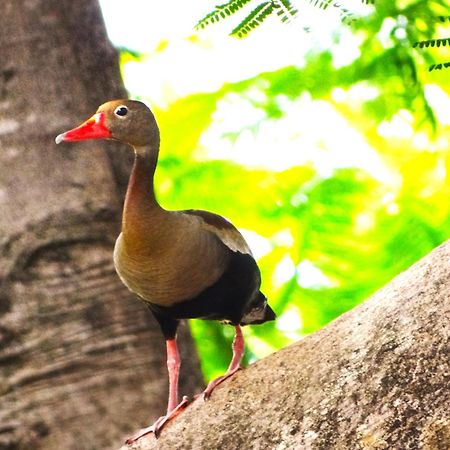 Pousada Fazenda Xaraes Todos os Santos Bagian luar foto