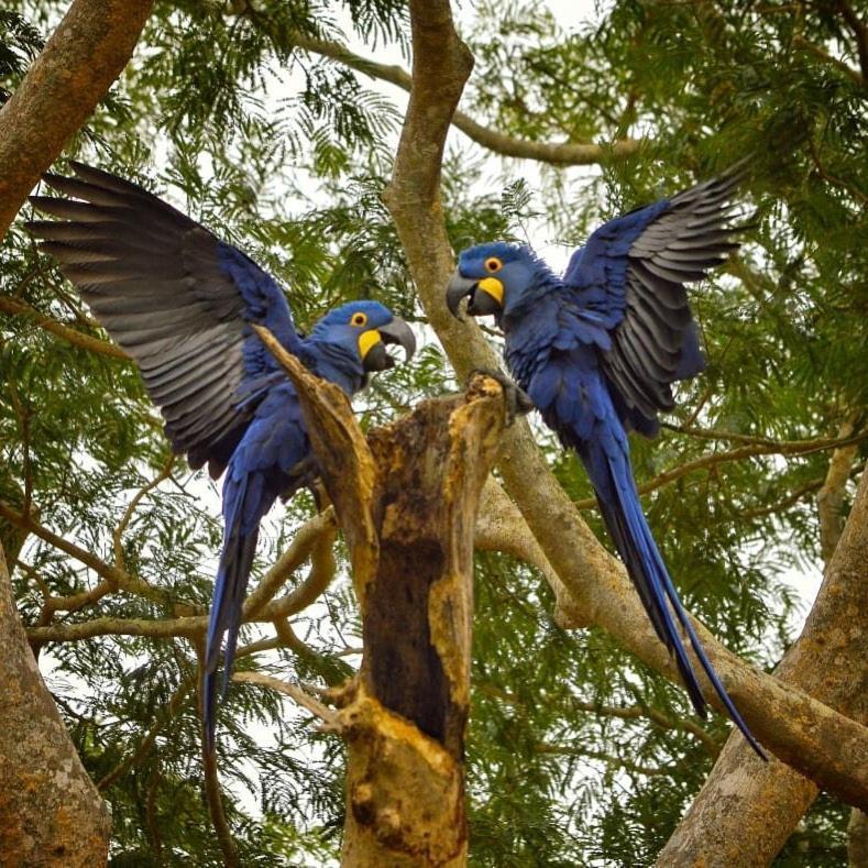 Pousada Fazenda Xaraes Todos os Santos Bagian luar foto
