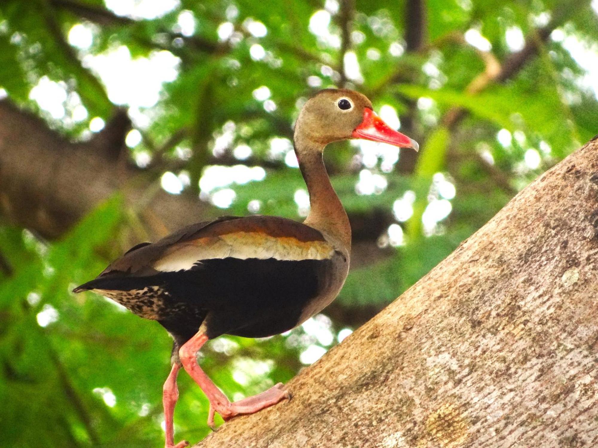 Pousada Fazenda Xaraes Todos os Santos Bagian luar foto